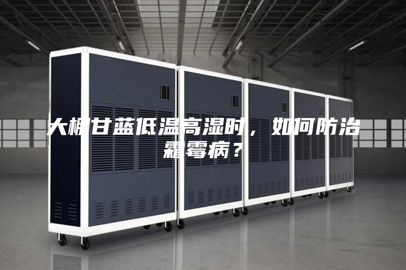 大棚甘藍(lán)低溫高濕時(shí)，如何防治霜霉病？